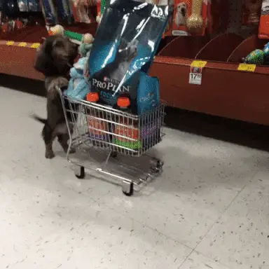 Shop all you can!